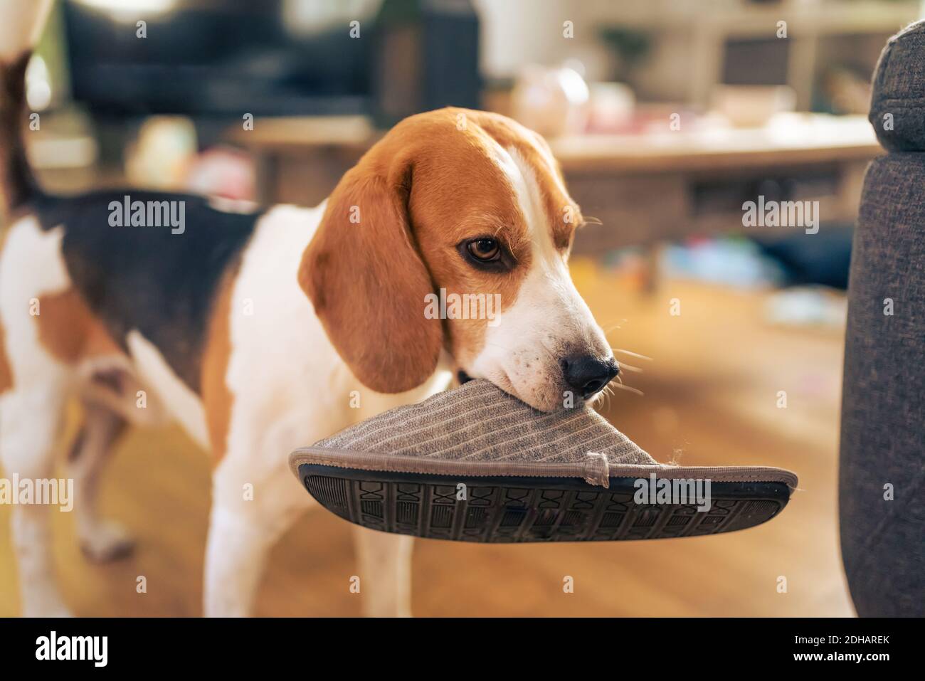 Dog holding a slipper in mouth. Standing indoors Stock Photo