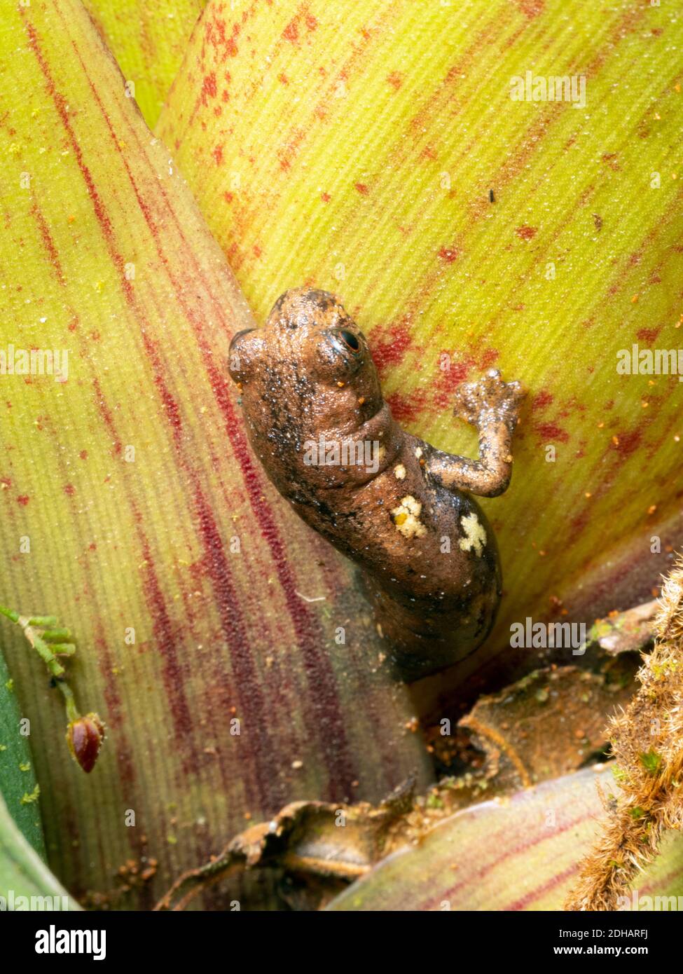 Unidentified and possibly undescribed species of salamander (Bolitoglossa sp. family Plethodontidae) emerging from between the basal leaves of a brome Stock Photo