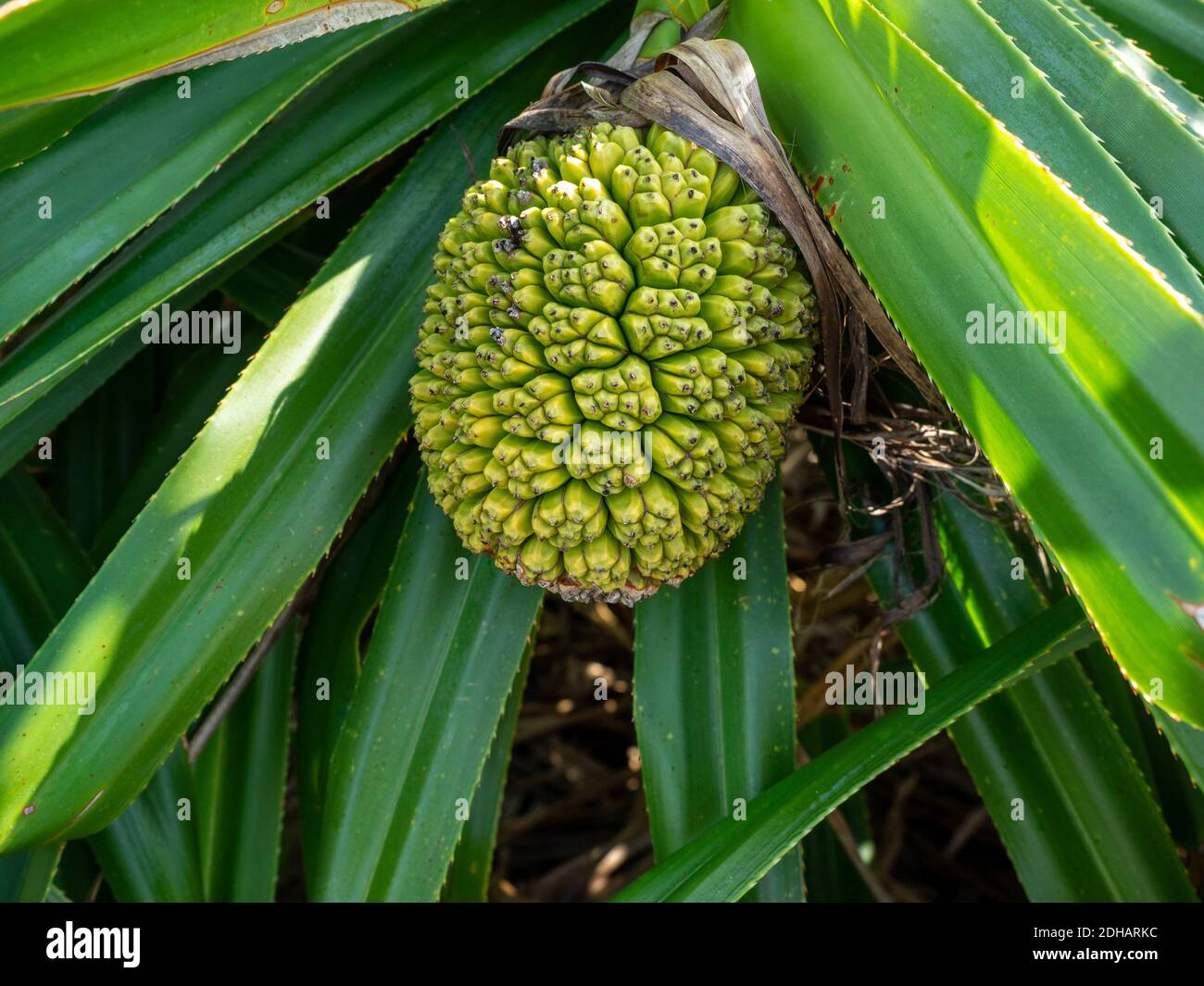 A selective focus shot of growing Screwpine fruit Stock Photo