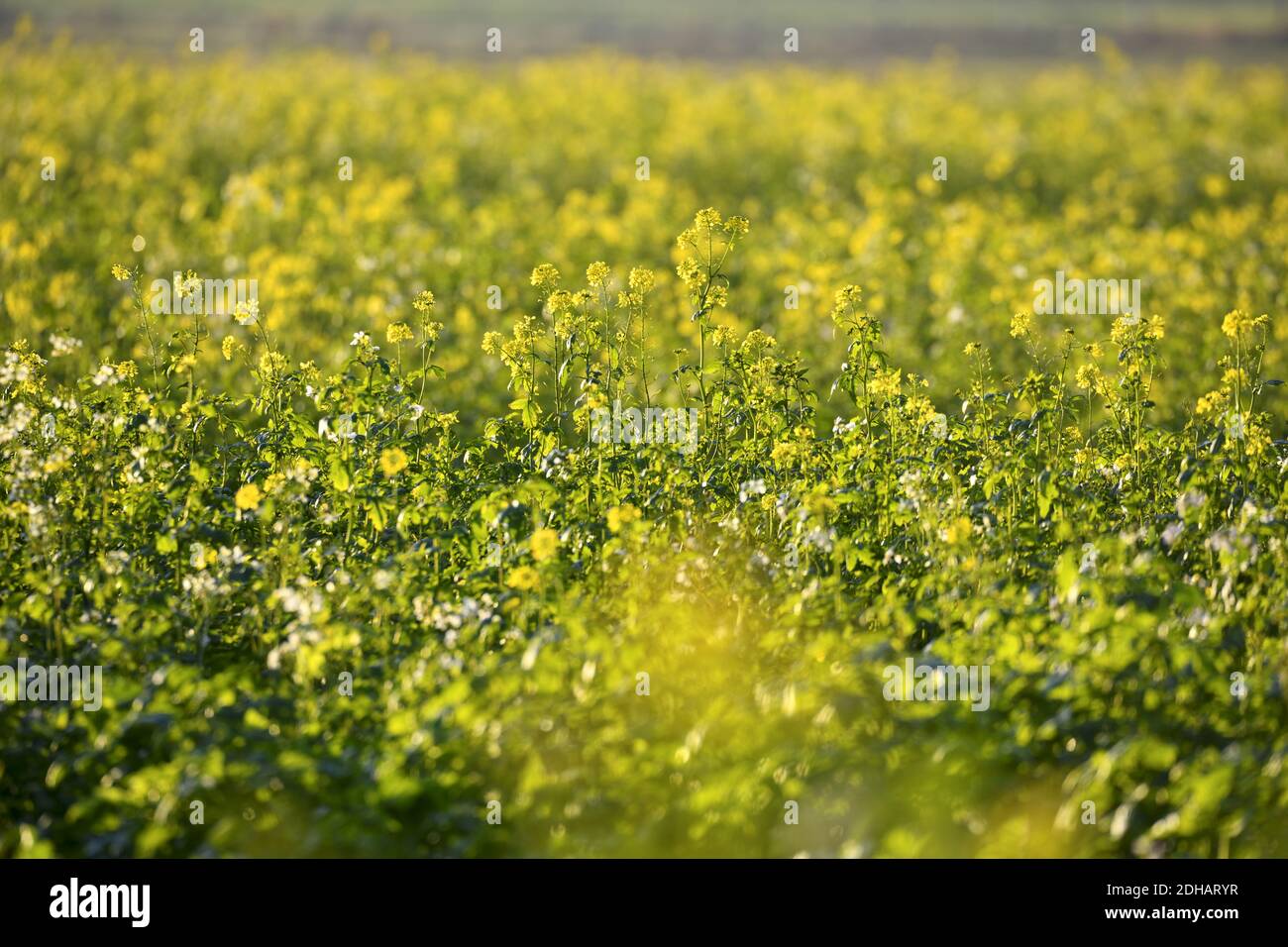 Feld mit Senfpflanzen, Sinapis arvensis, zur Gründüngung in Kirchwerder, Hamburg, Deutschland, Europa Stock Photo
