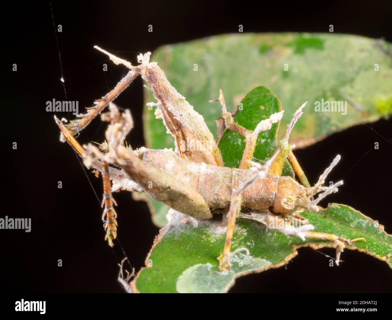 Cordyceps fungus infecting a cricket.  The fungus alters the behaviour of its host before killing it, ensuring the insect will die in a high place, en Stock Photo