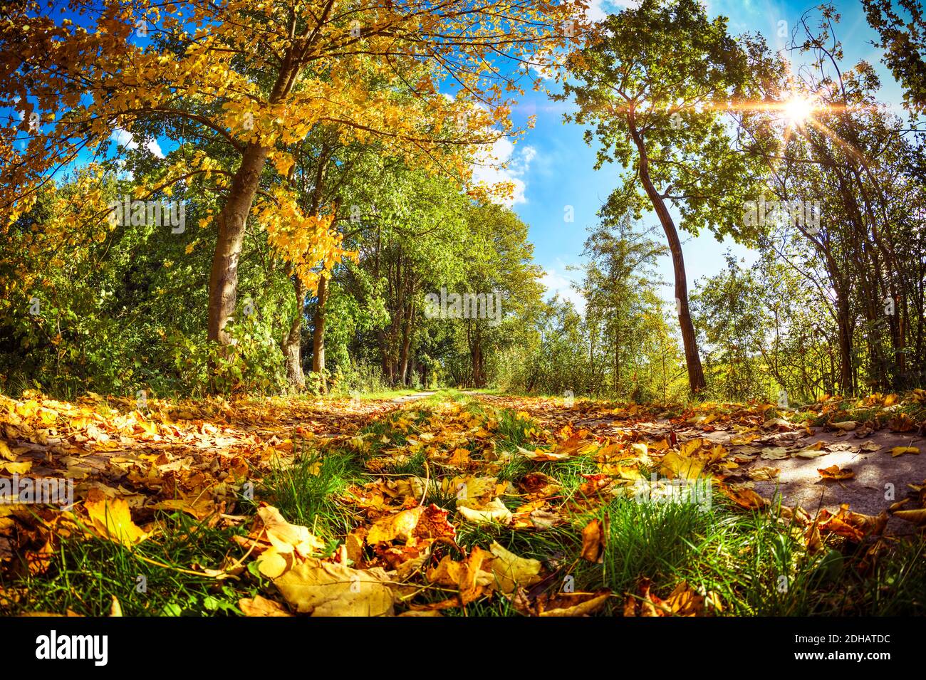Herbstliche Bäume am Marschbahndamm in Kirchwerder, Vier- und Marschlande, Hamburg, Deutschland, Europa Stock Photo