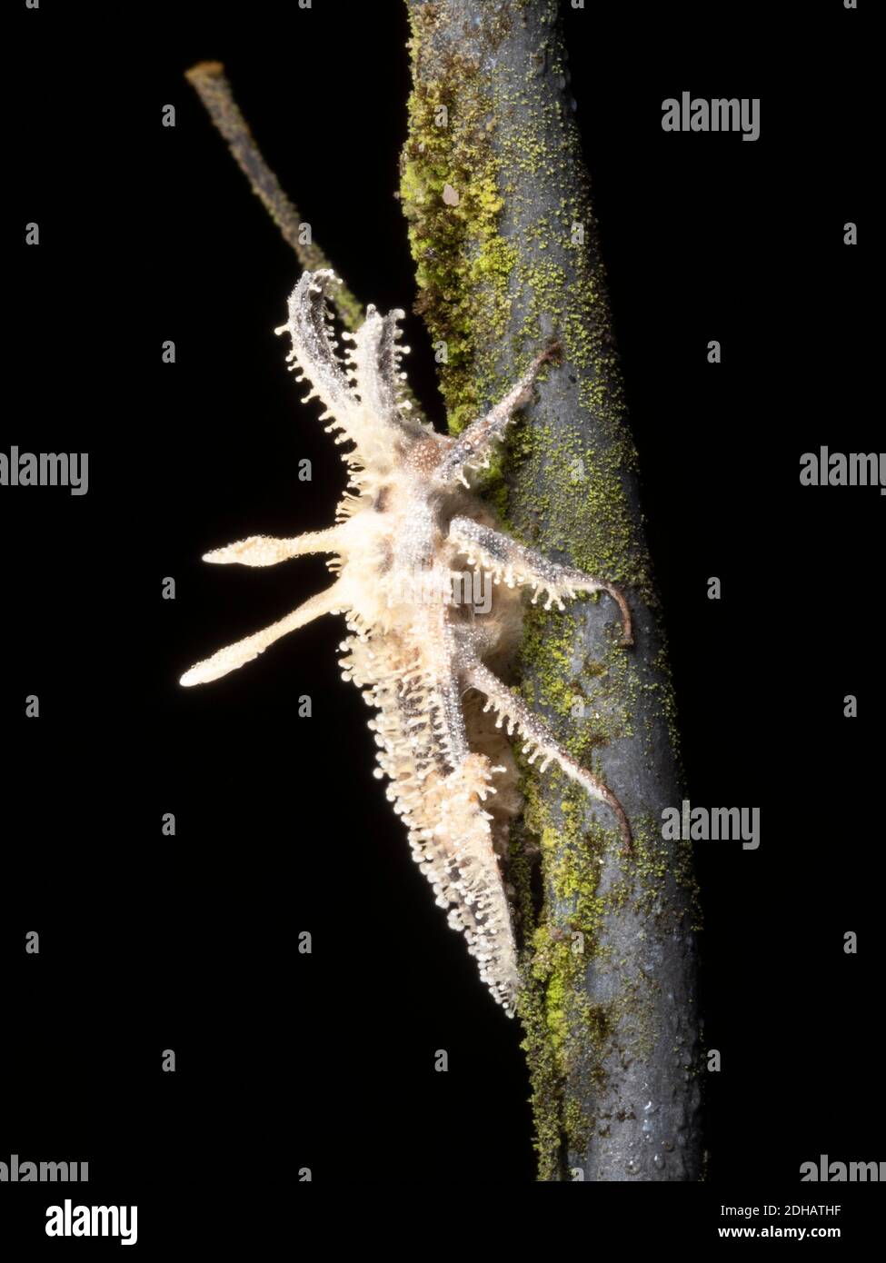 Cordyceps fungus  infecting a cricket.  The fungus alters the behaviour of its host before killing it, ensuring the insect will die in a high place, e Stock Photo