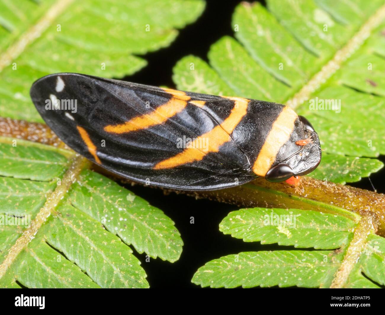 Leaf Hopper (Family Cicadellidae) on a fern leaf with a small mite