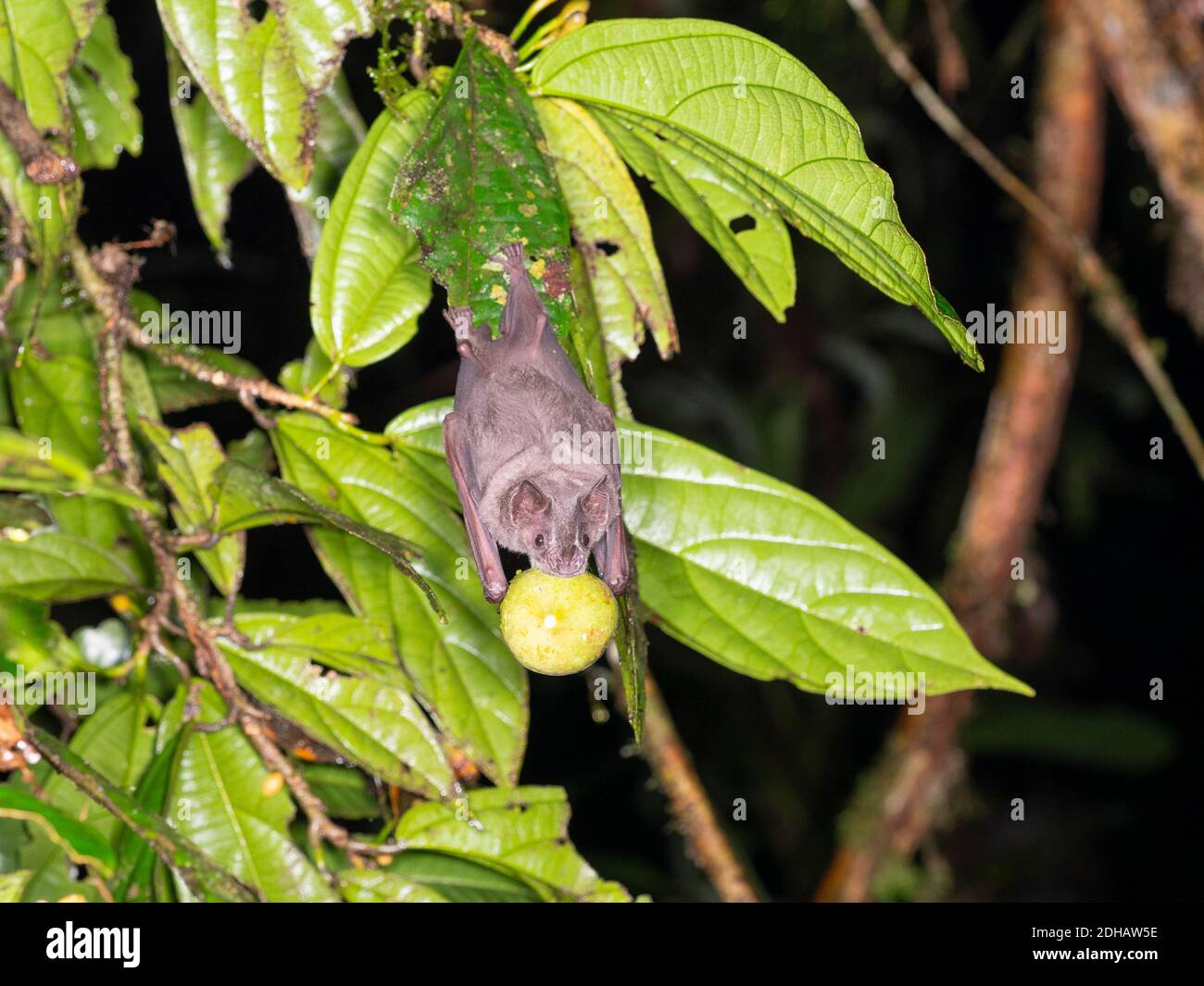 Frugivorous bat (Artibeus sp.) hanging in the rainforest understory holding a fruit in its mouth. Yasuni National Park, Ecuador, April 2019. Stock Photo