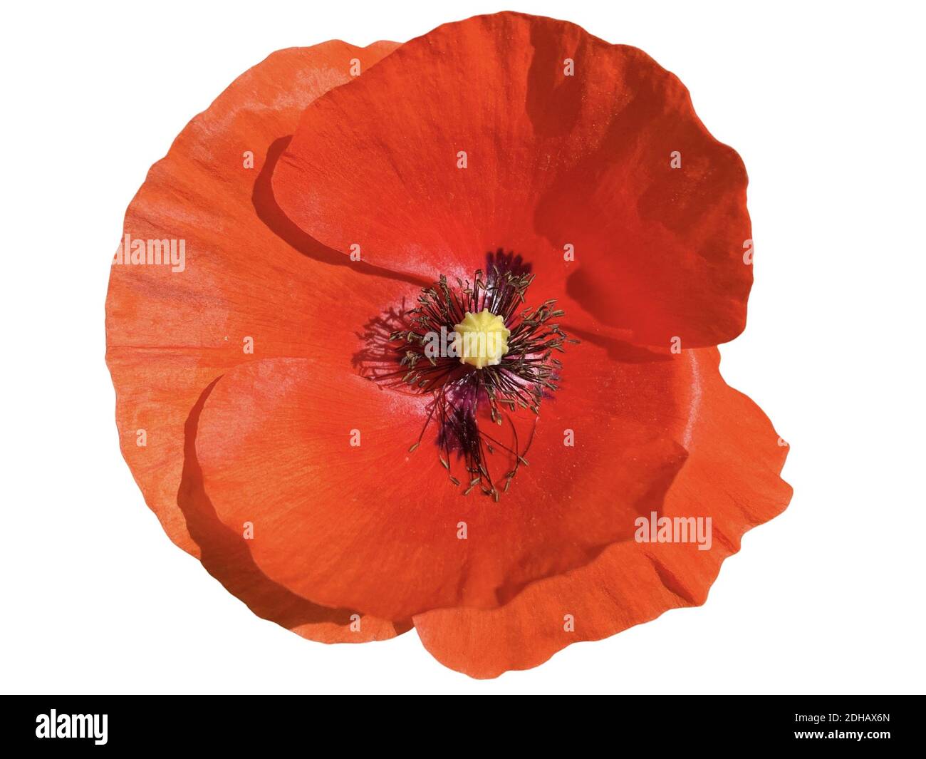 A red poppy flower isolated on white background Stock Photo - Alamy