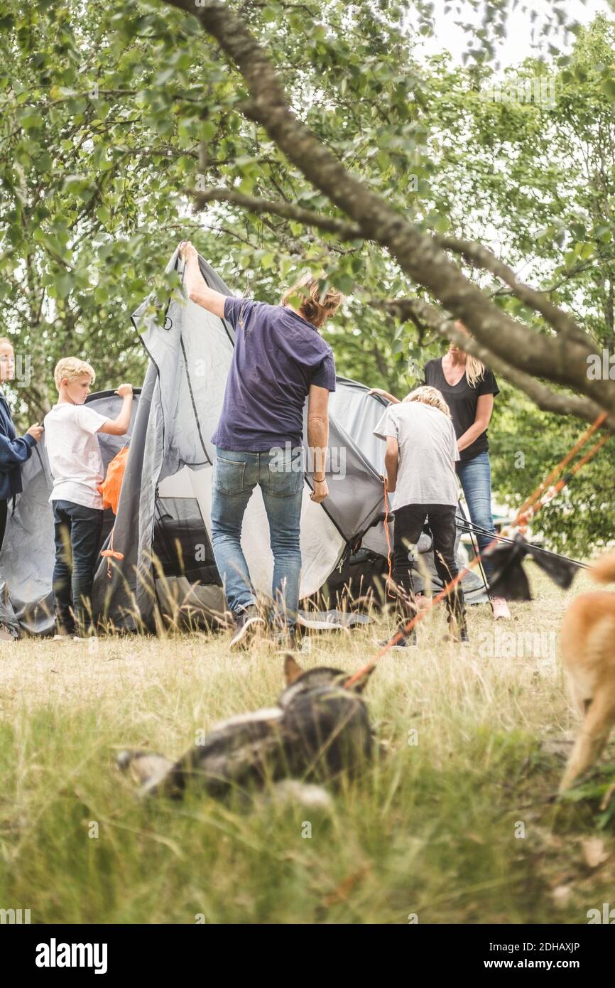 Family pitching tent at camping site with dogs in foreground Stock Photo