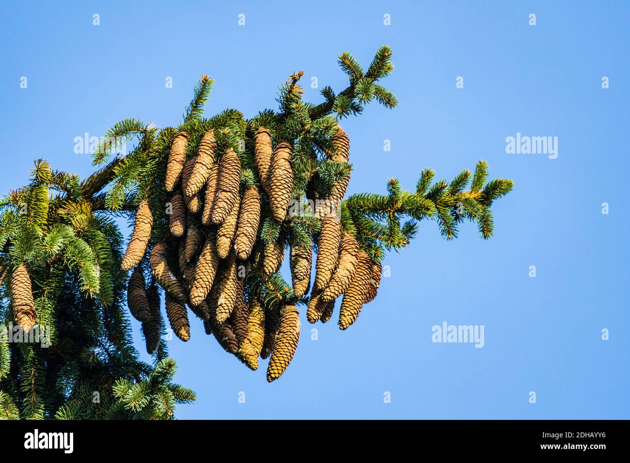 Spruce cones growing on a tree against a blue sky Stock Photo