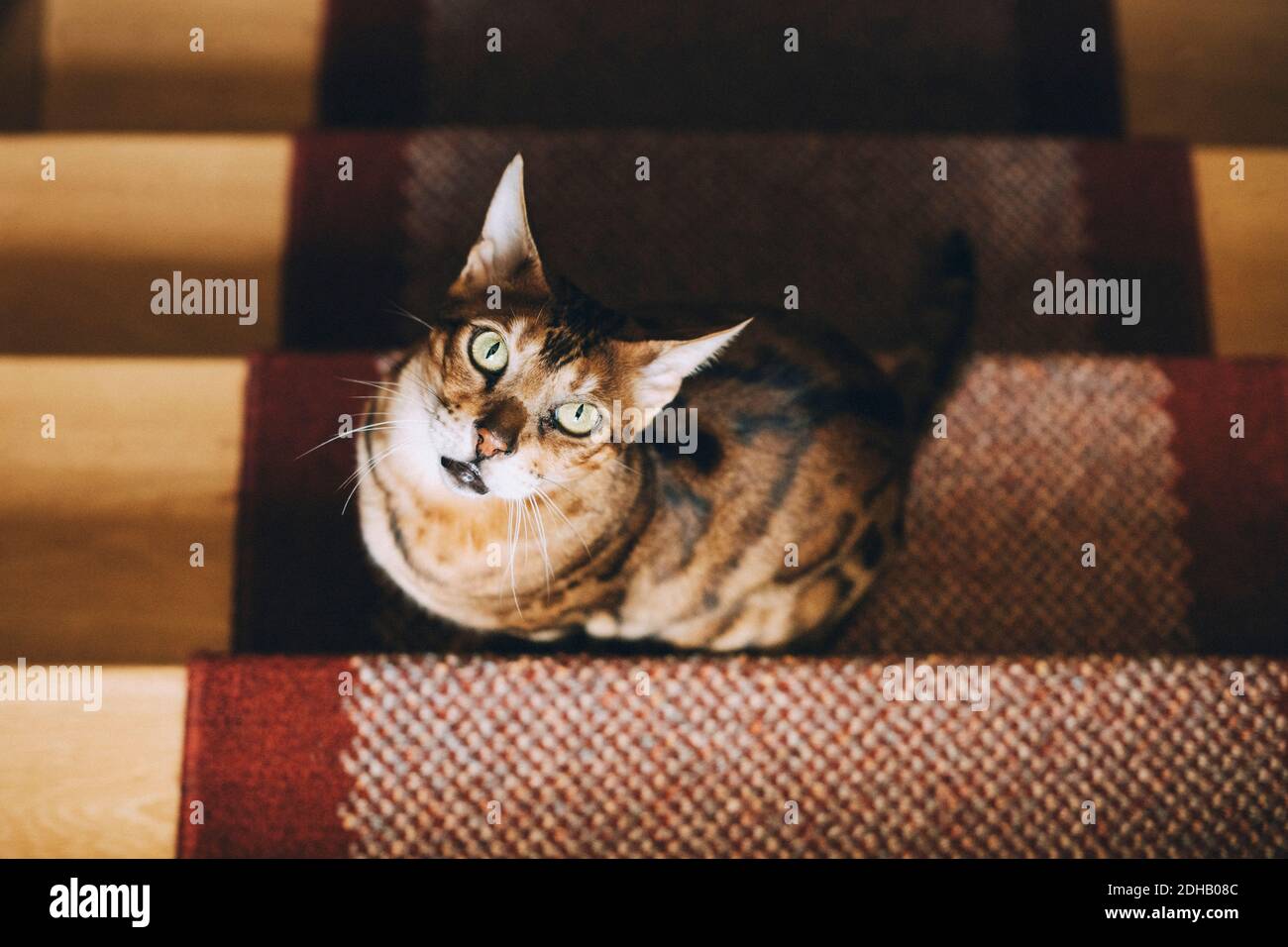 Animal portraits animal themes hires stock photography and images Alamy