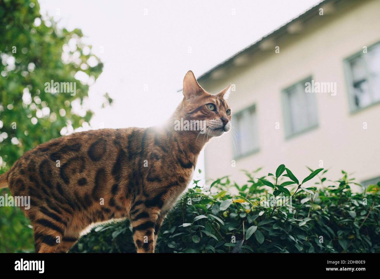 Low angle view of cat standing by plants on sunny day Stock Photo