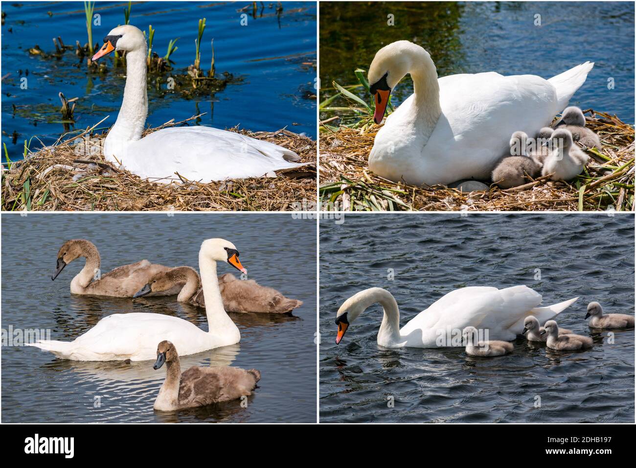 Composite of breeding cycle for swan family with nest, newly hatched cygnets and juvenile mute swans, East Lothian, Scotland, UK Stock Photo