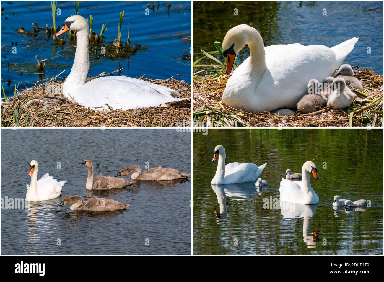 Composite of breeding cycle for swan family with nest, newly hatched cygnets and juvenile mute swans, East Lothian, Scotland, UK Stock Photo