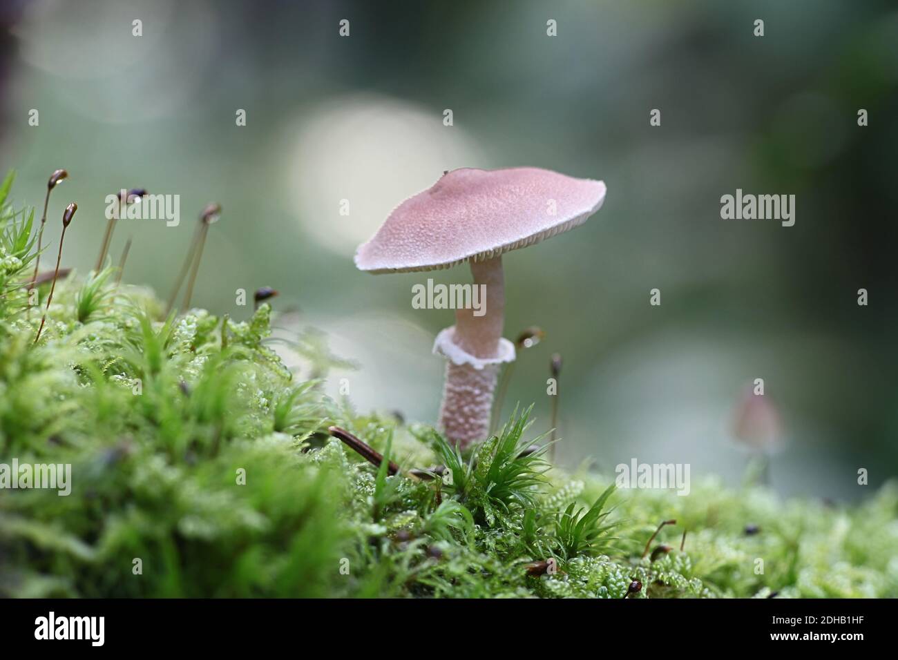 Cystoderma carcharias, known as the pearly powdercap, wild mushroom from Finland Stock Photo