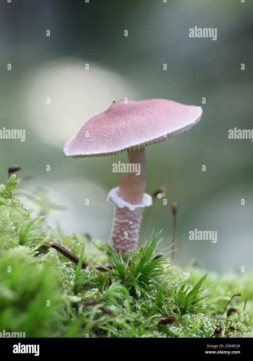 Cystoderma carcharias, known as the pearly powdercap, wild mushroom from Finland Stock Photo