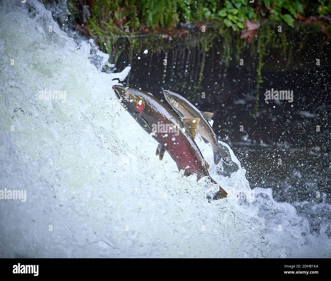 Migrating Coho salmon (Oncorhynchus kisutch) jump up Lake Creek Falls on a tributary of the Siuslaw River in western Oregon. Stock Photo
