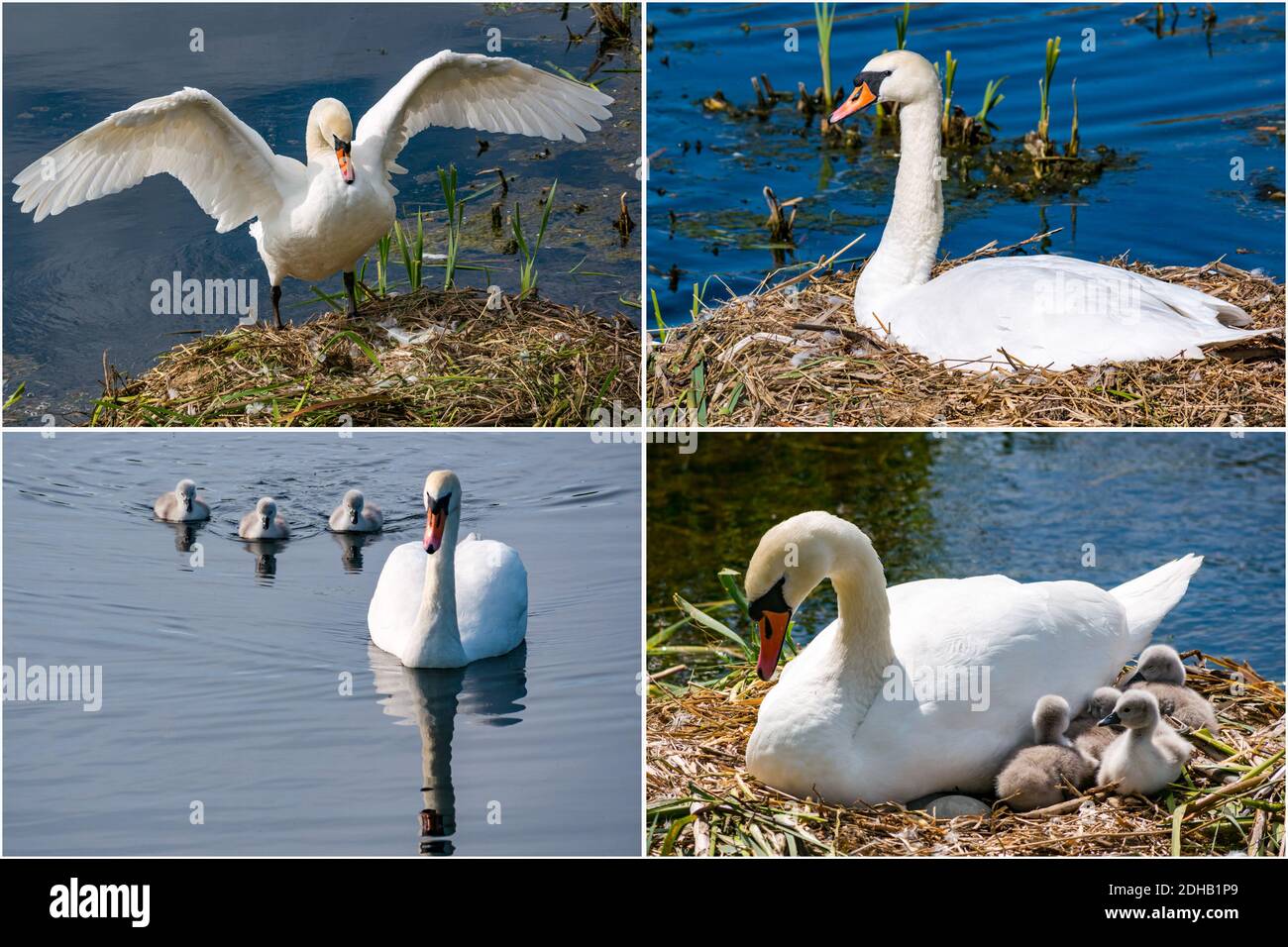 Composite of breeding cycle for mute swan family with female swan on