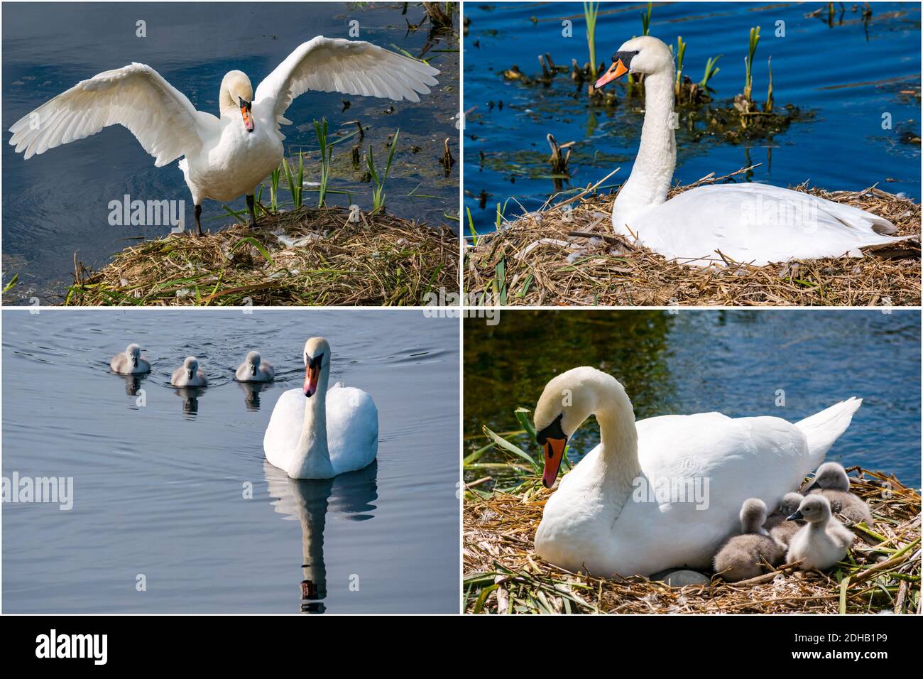 Composite of breeding cycle for mute swan family with female swan on nest, and newly hatched cygnets, East Lothian, Scotland, UK Stock Photo
