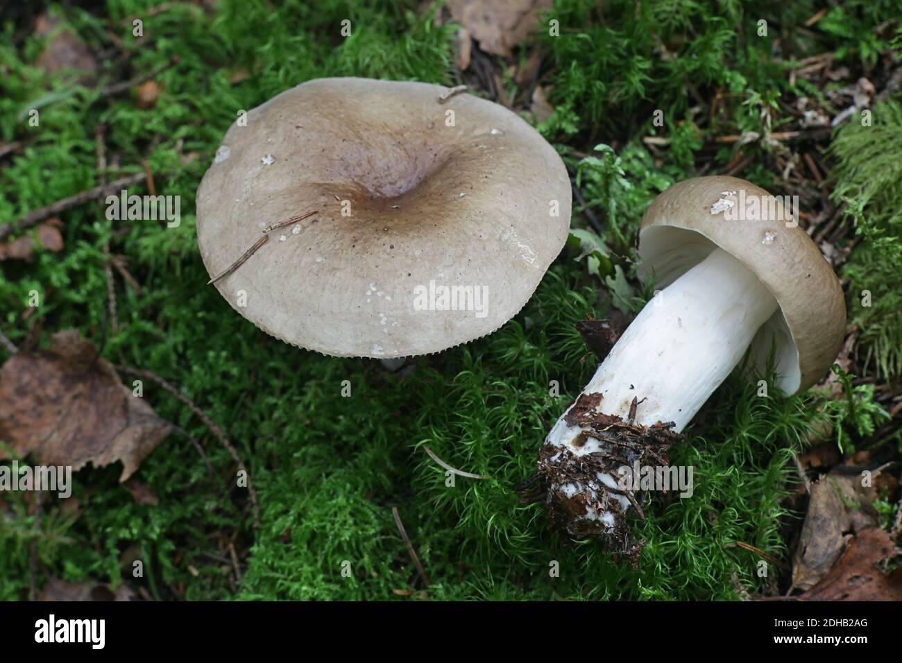 Russula consobrina, a britllegill mushroom from Finland with no common english name Stock Photo