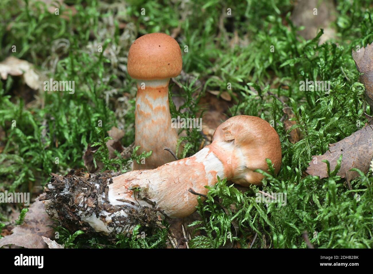 Cortinarius armillatus, known as the red-banded cortinarius, wild mushroom from Finland Stock Photo
