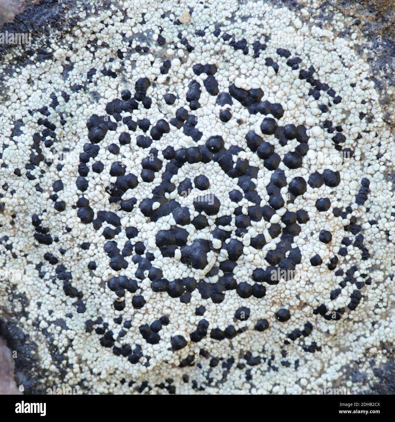 Rhizocarpon distinctum, also called Lecidea porphyrostrota, commonly known as distinct map lichen Stock Photo