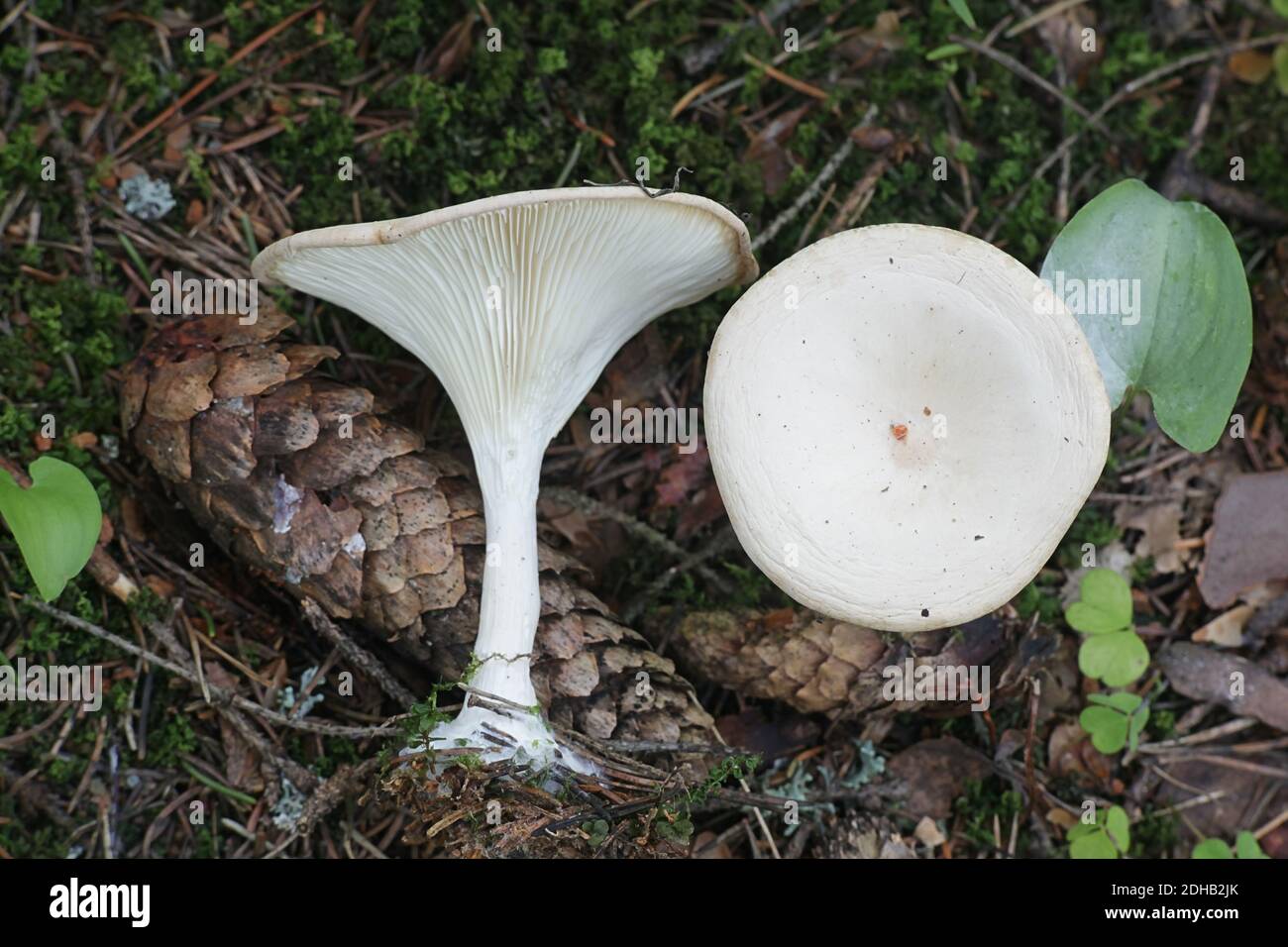 Infundibulicybe gibba, also called Clitocybe gibba, known as common funnel, wild mushroom from Finland Stock Photo