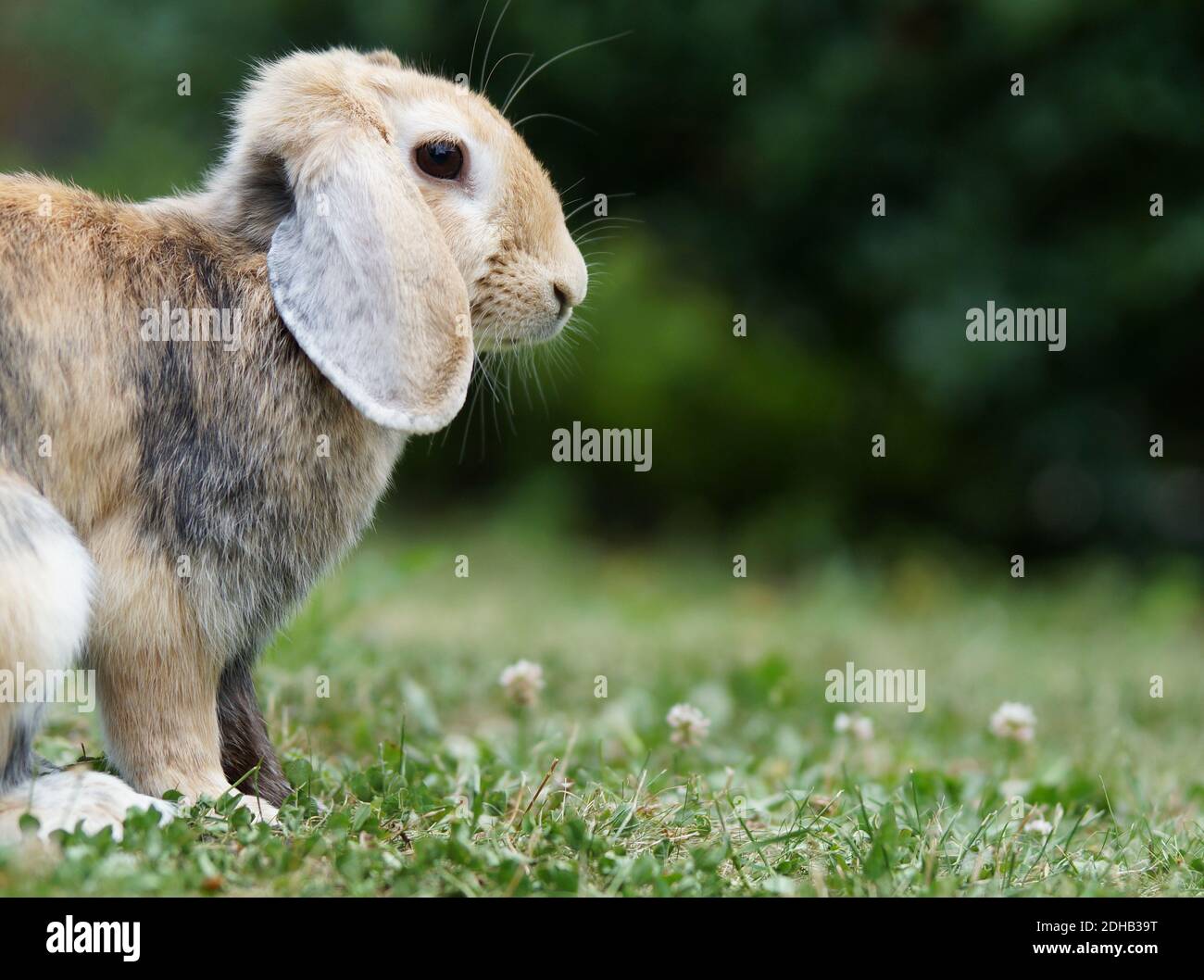 dwarf ram rabbit in garden, sitting on green grass, cute bunny Stock ...