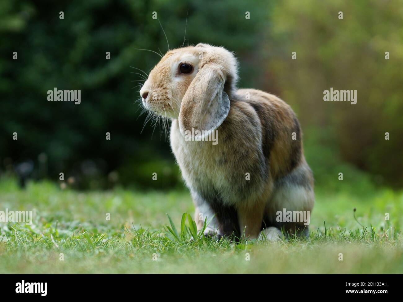 dwarf ram rabbit in garden, sitting on green grass, cute bunny Stock ...