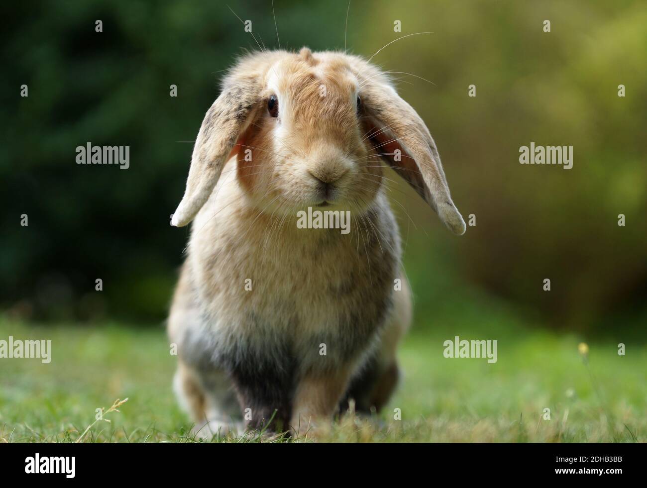 dwarf ram rabbit in garden, sitting on green grass, cute bunny Stock ...