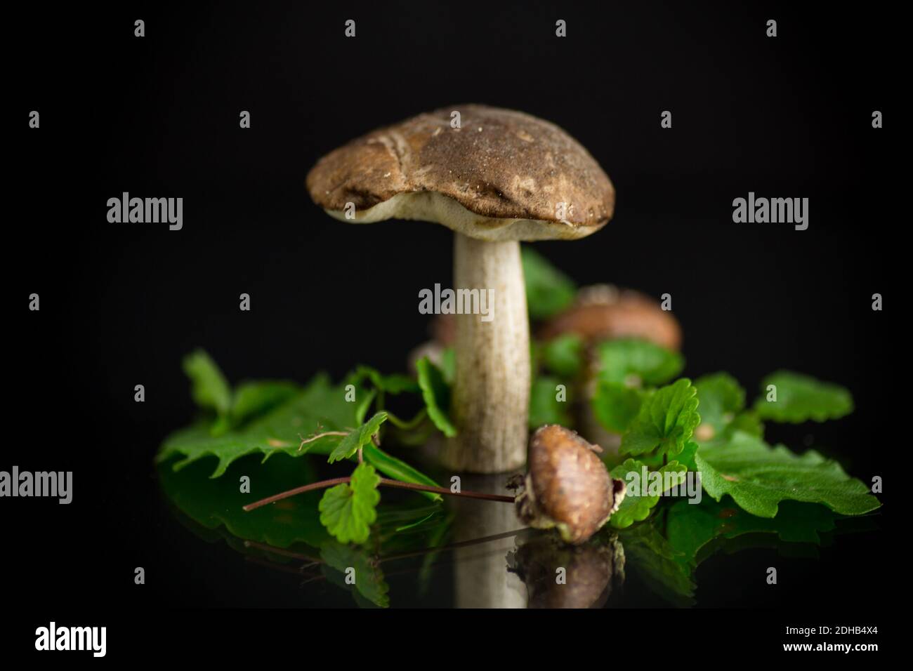 Uncultivated organic forest mushrooms isolated on black background Stock Photo