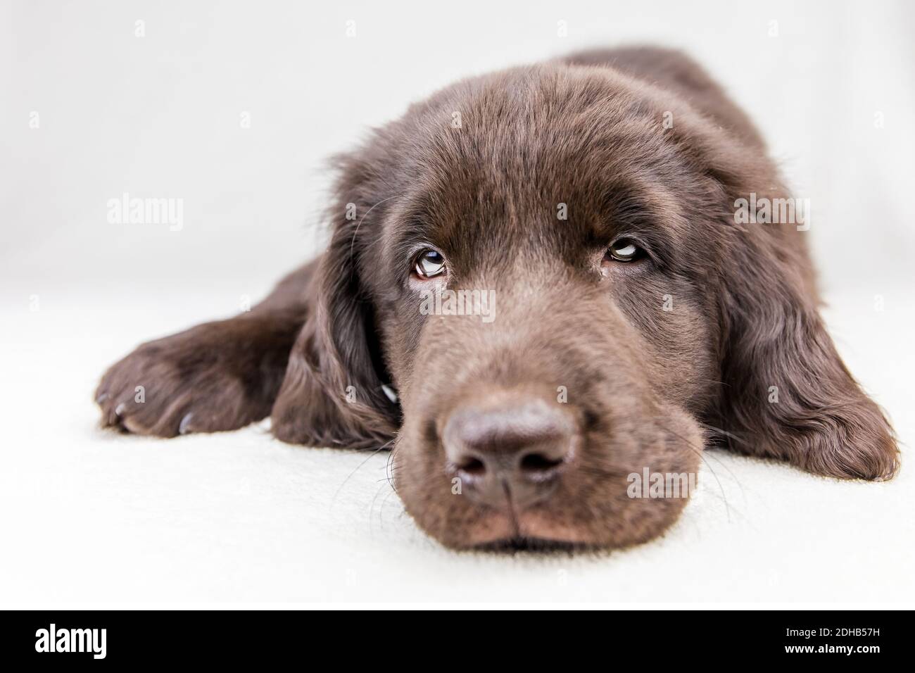 Brown flat coated retriever puppy. Dog's eyes. Retriever on a white  background. Hunting dog puppy Stock Photo - Alamy