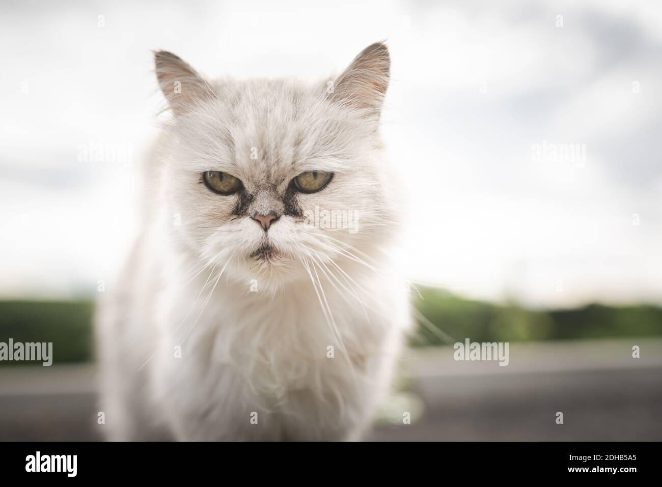 White persian cat with black Tear Stains under eyes Stock Photo Alamy