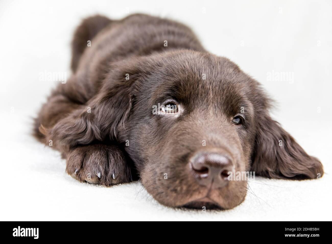 Brown flat coated retriever puppy. Dog's eyes. Retriever on a white  background. Hunting dog puppy Stock Photo - Alamy