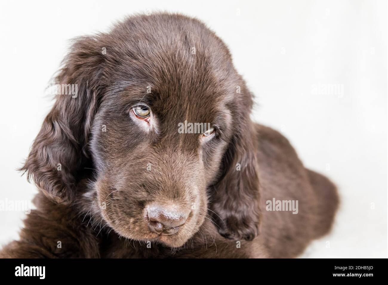 float coat retriever