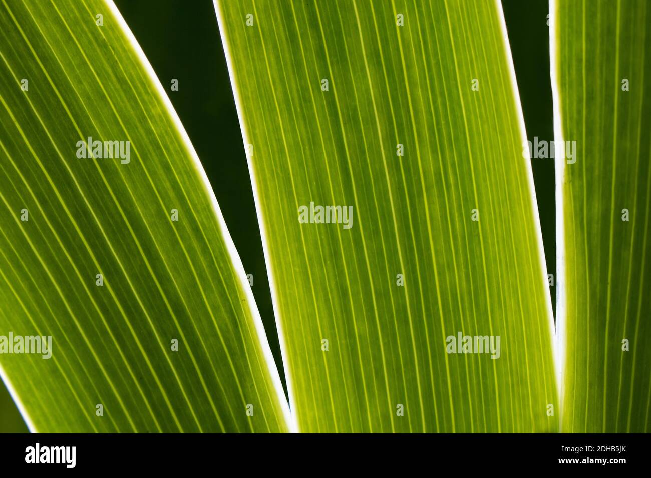 Close Up Of Backlit Green Leaves Of Iris Flower On A Sunny Day Detail Close Up Of Backlit Green Leaves Of Iris Flower On A Sunny Day Detail Of Veins With Parallel Lines Pattern On Linear Shaped Leaf Abstract Macro Phot 2DHB5JK