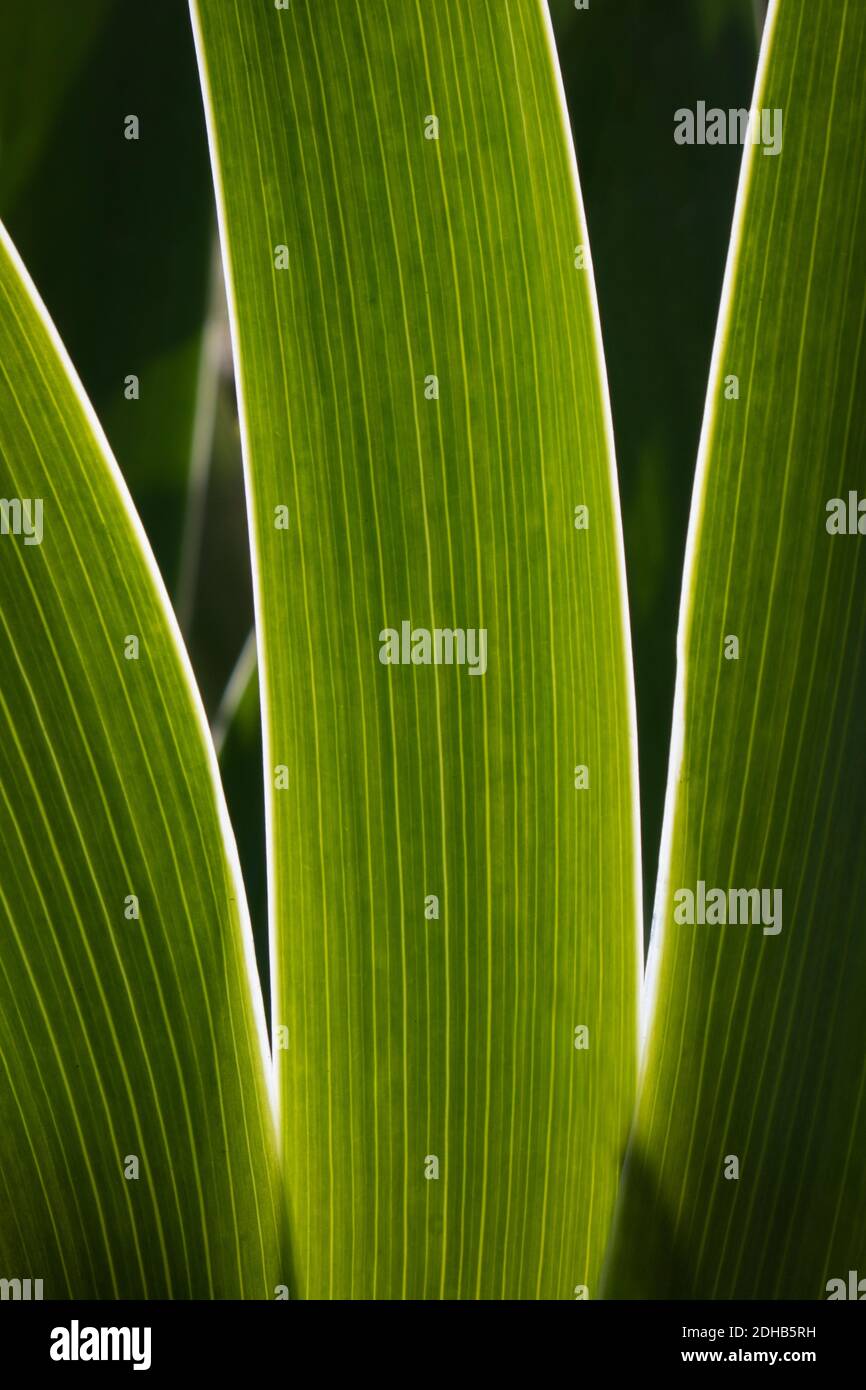 Parallel Leaves Examples Close Up Green Leaves Illuminated By The Sunlight Detail Of Veins With Parallel Lines Pattern On Linear Shaped Leaf 2DHB5RH