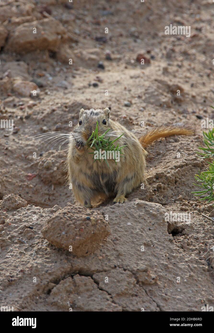 Great Gerbil (Rhombomys opimus) adult eating vegetation  Almaty province, Kazakhstan          June Stock Photo