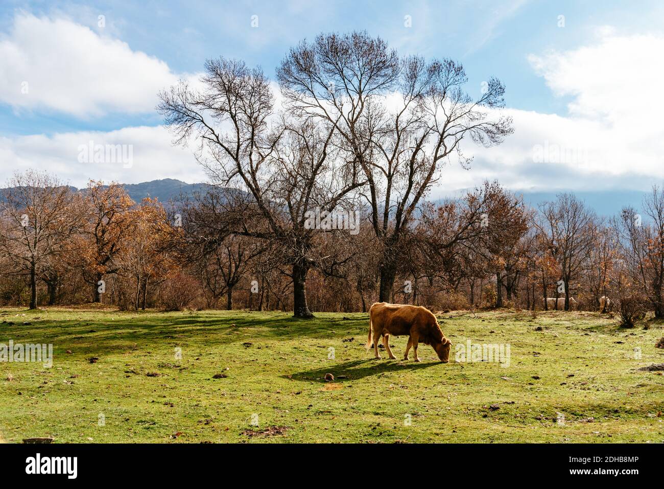 a shot of a cow grazing in a pasture near an autumn forest Stock Photo ...