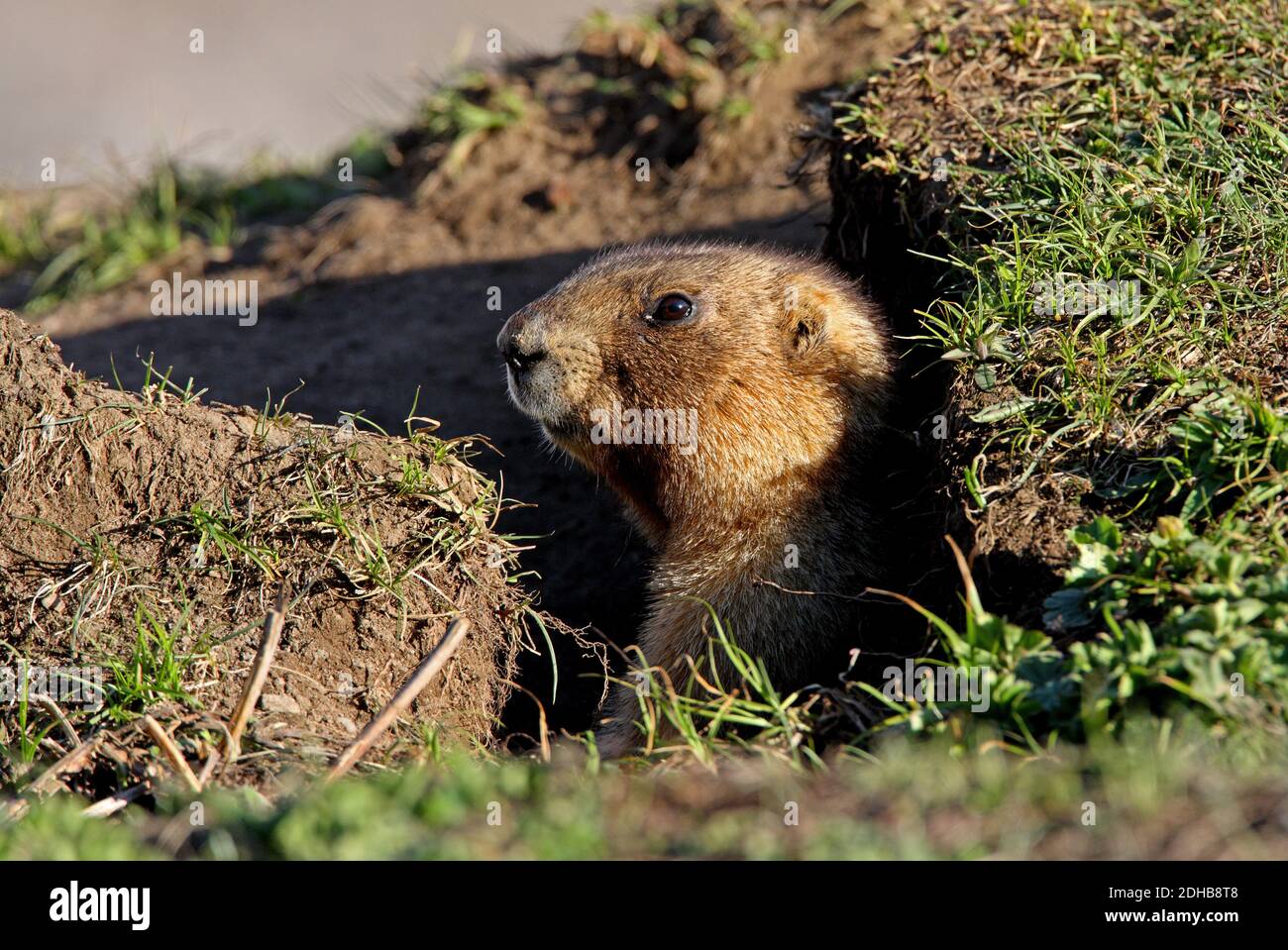 Grey Marmot (Marmota baibacina) adult looking out from borrow  Ili-Alatau NP, Kazakhstan         May Stock Photo