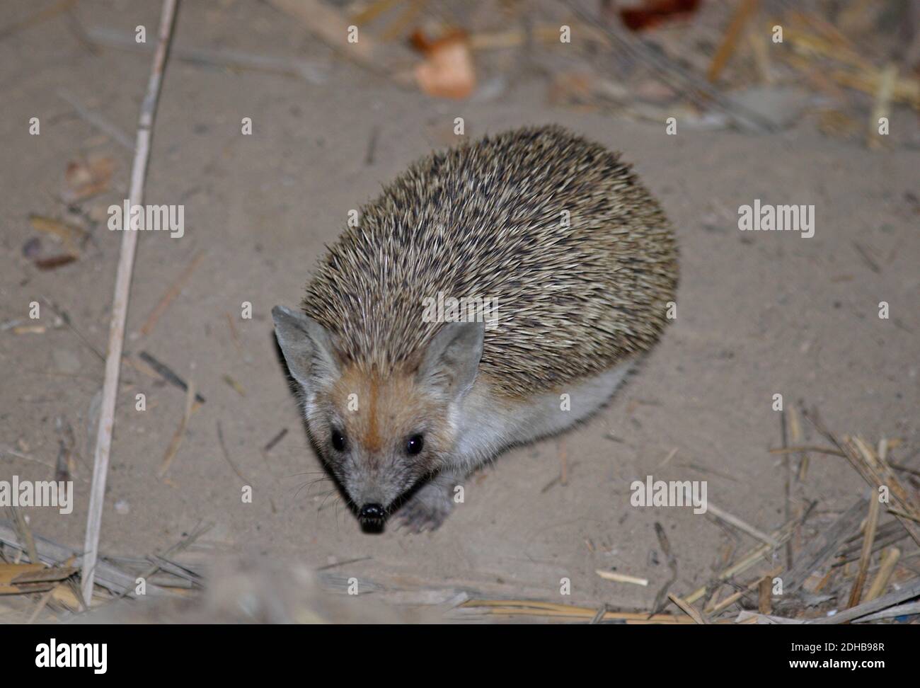 Long-eared Hedgehog (Hemiechinus auritus) adult leaving cellar in remote building  Lake Balkhash, Kazakhstan           June Stock Photo