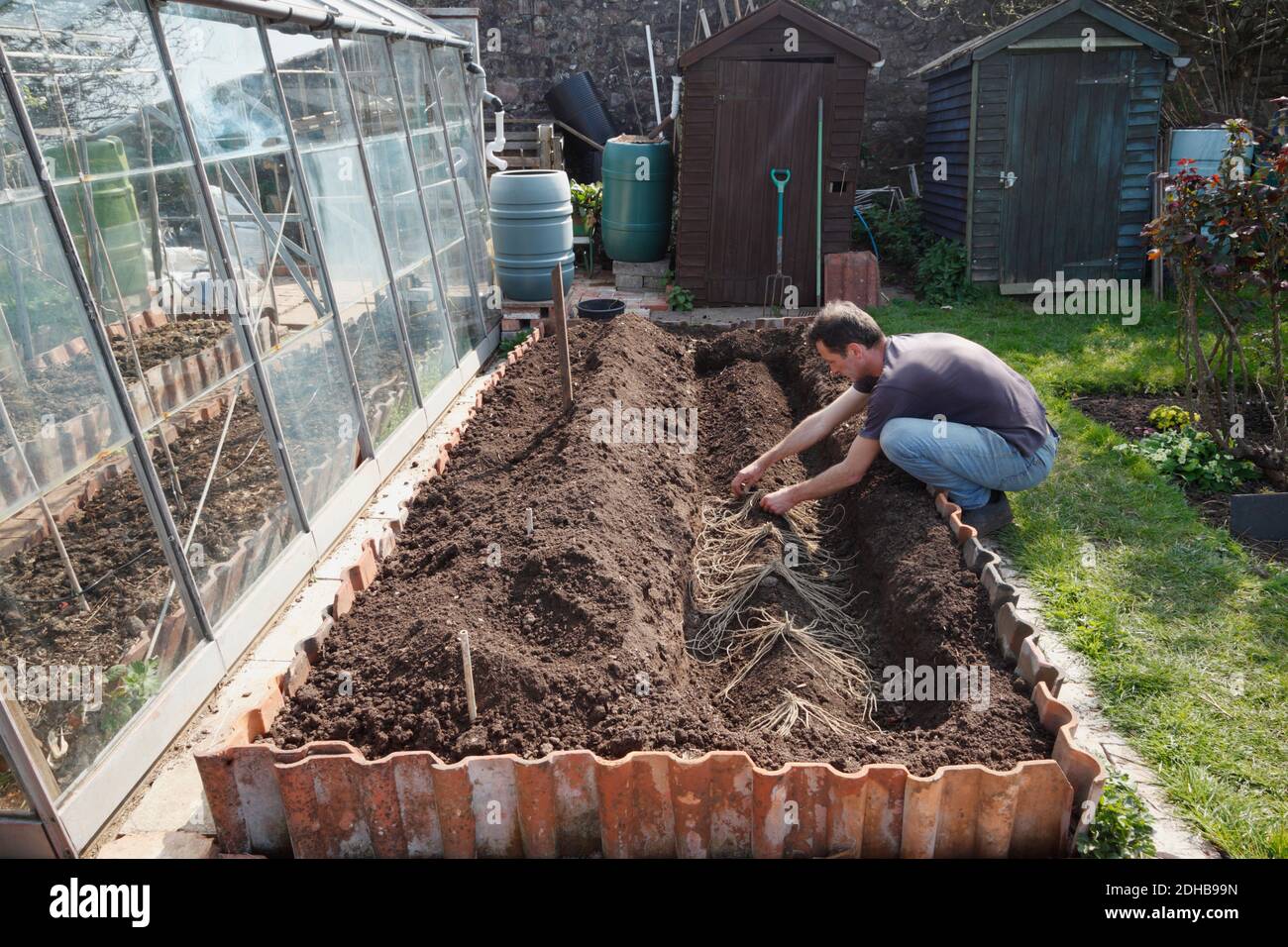 Planting Asparagus. A series of images illustrating the stages involved in creating an asparagus bed on an allotment in Bristol. UK. Stage 4. Stock Photo