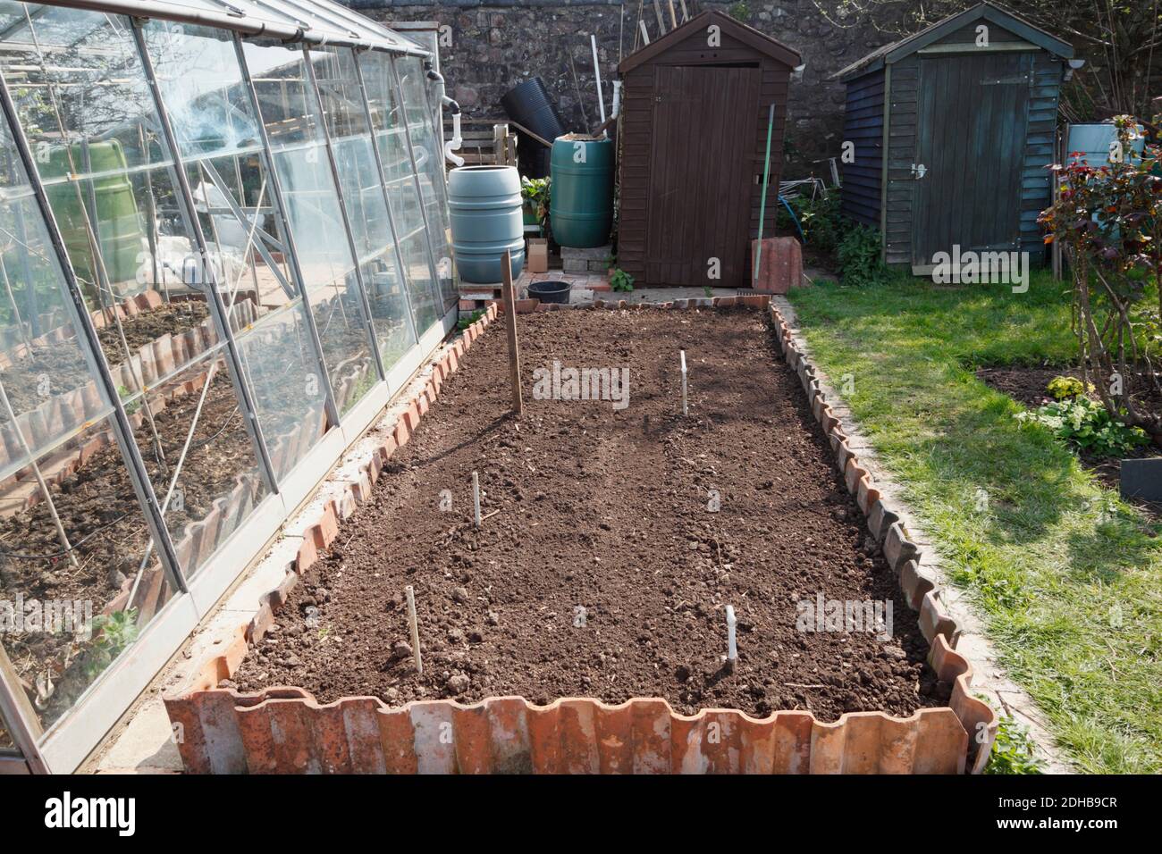 Planting Asparagus. A series of images illustrating the stages involved in creating an asparagus bed on an allotment in Bristol. UK. Stage 5. Stock Photo