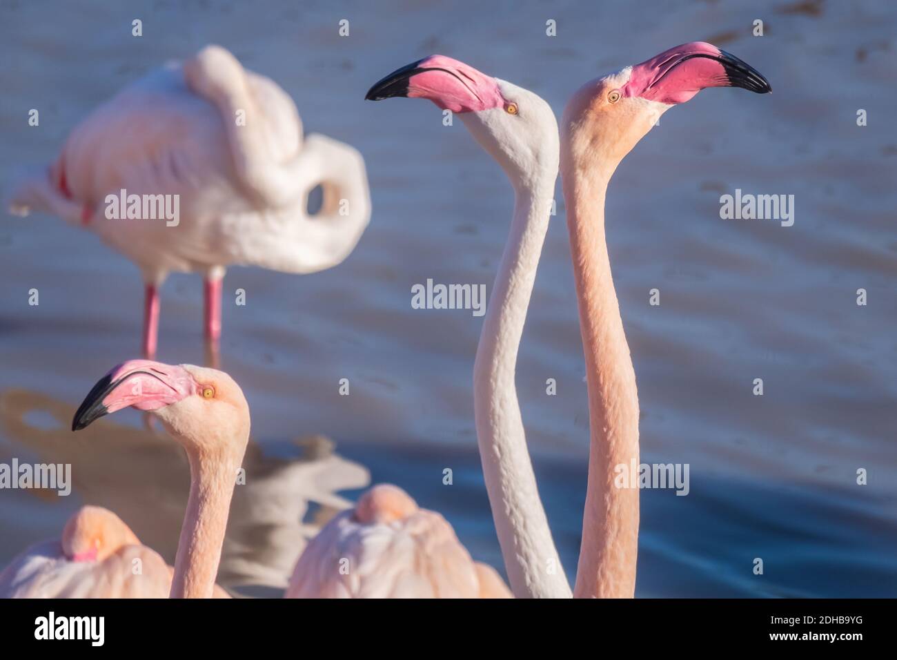 Facing away from each other hi-res stock photography and images - Alamy