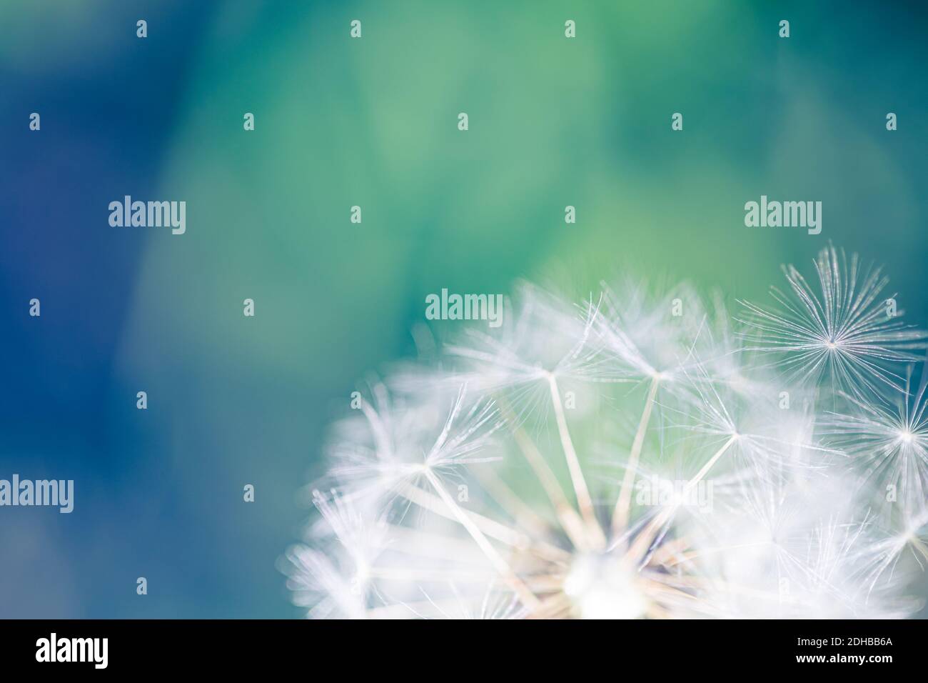 Closeup of dandelion on natural background. Bright, delicate nature details. Inspirational