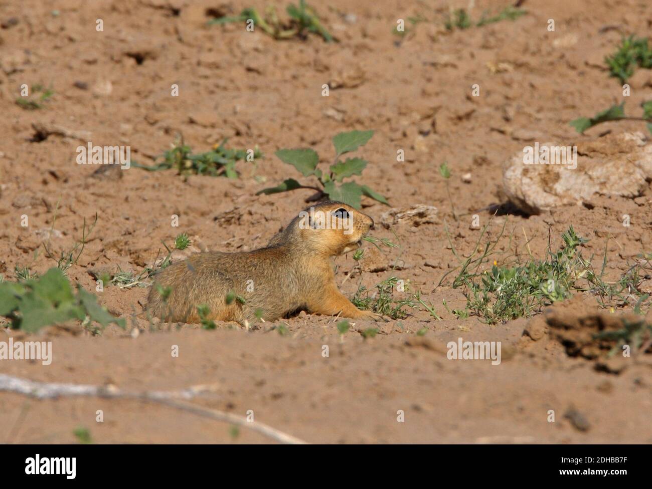 Red-cheeked Souslik (Spermophilus erythrogenys) adult sitting down eating  Taukum desert, Kazakhstan       May Stock Photo