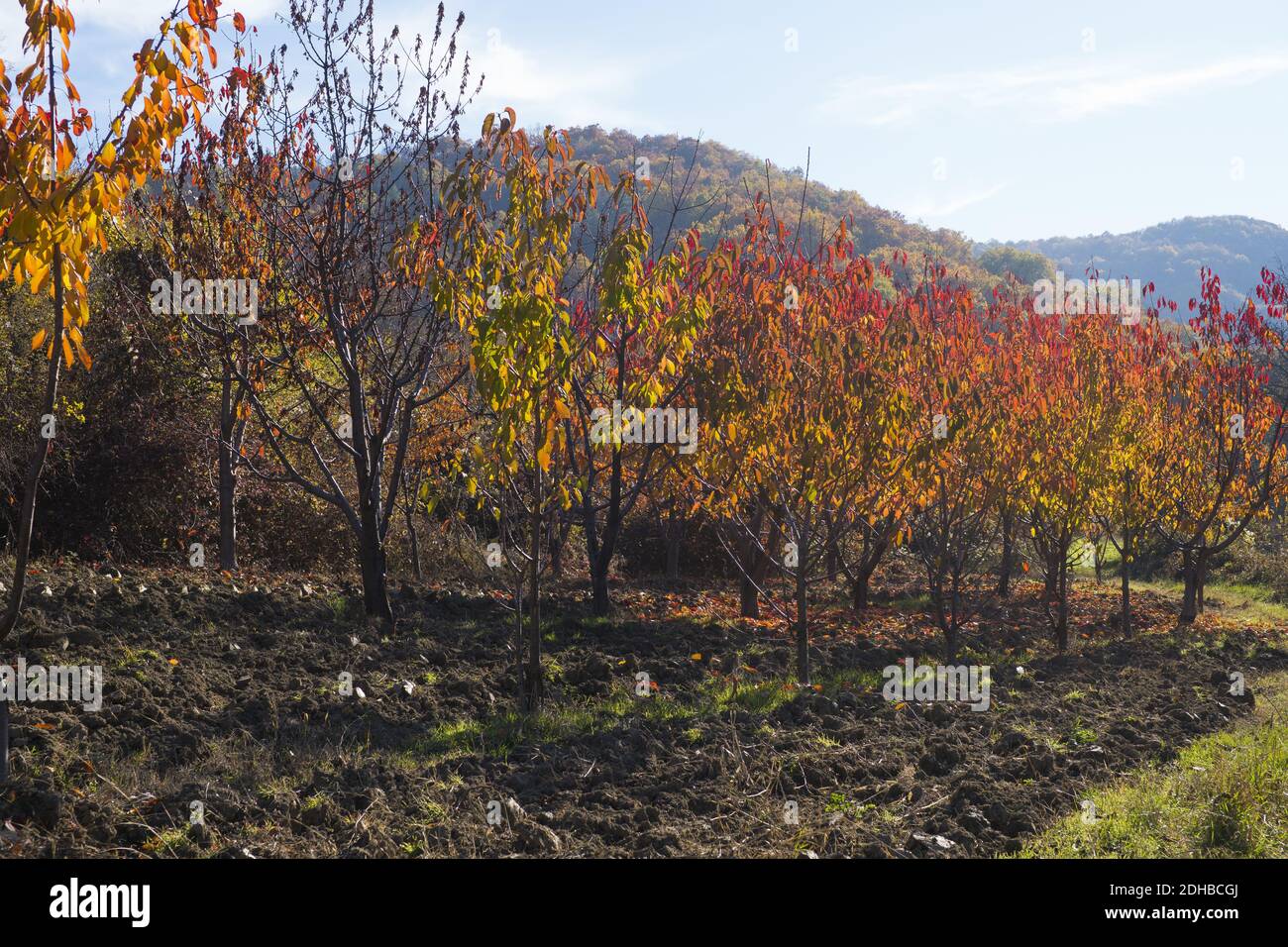 A beautiful autumn view of trees in a garden Stock Photo - Alamy
