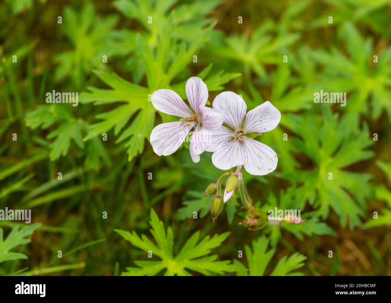 A shot of a pair of white hardy geranium blooms. Stock Photo