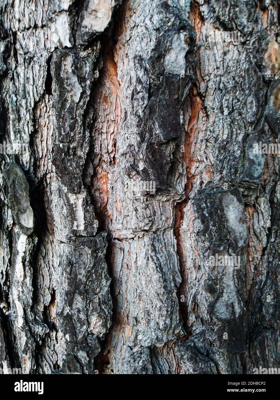 Old wood bark texture or background, Red pine tree Stock Photo - Alamy
