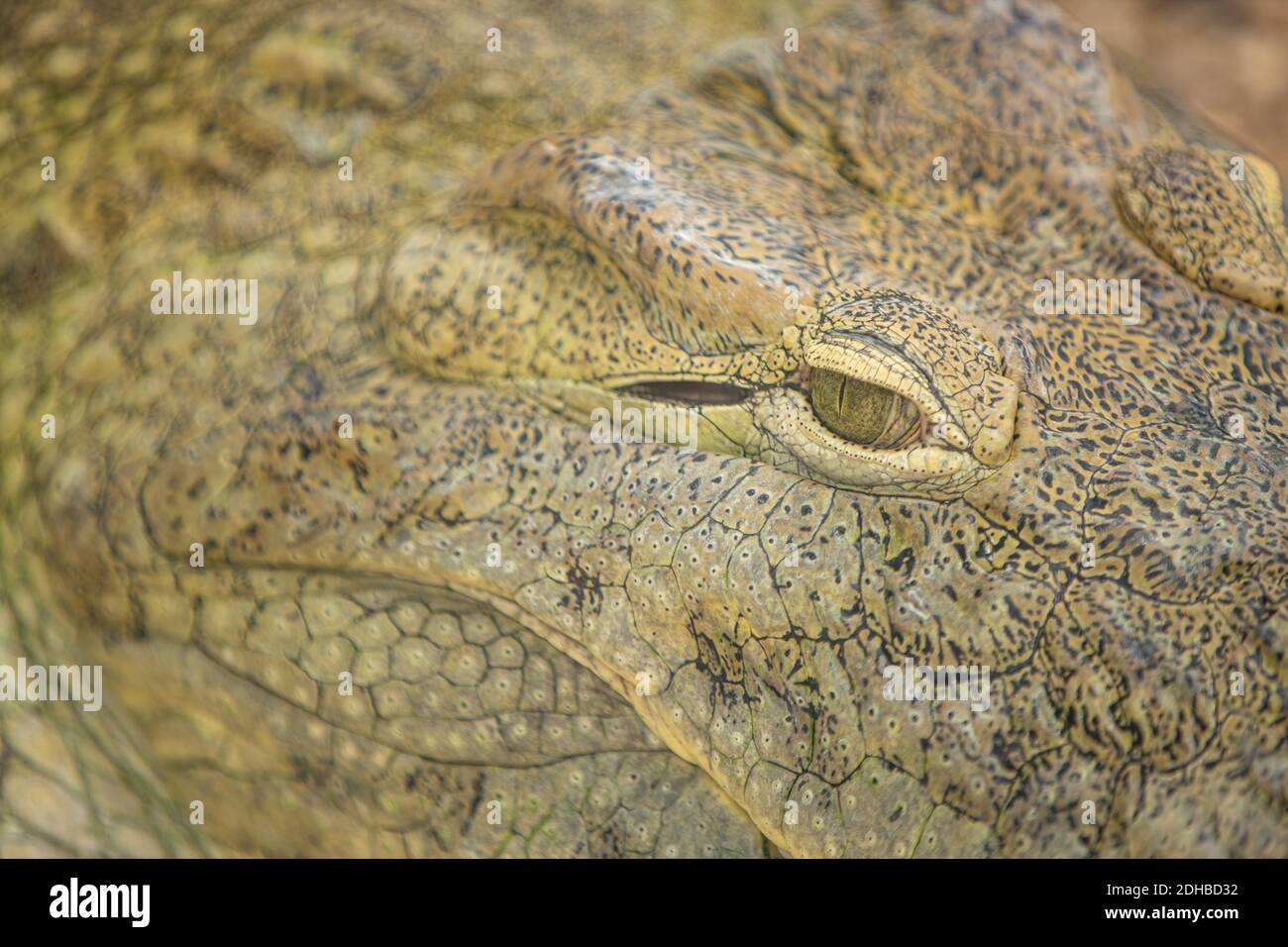 Close up of the mouth and teeth of a Nile crocodile. Close detail on eye and teeth of a crocodile, animal zoo. Stock Photo