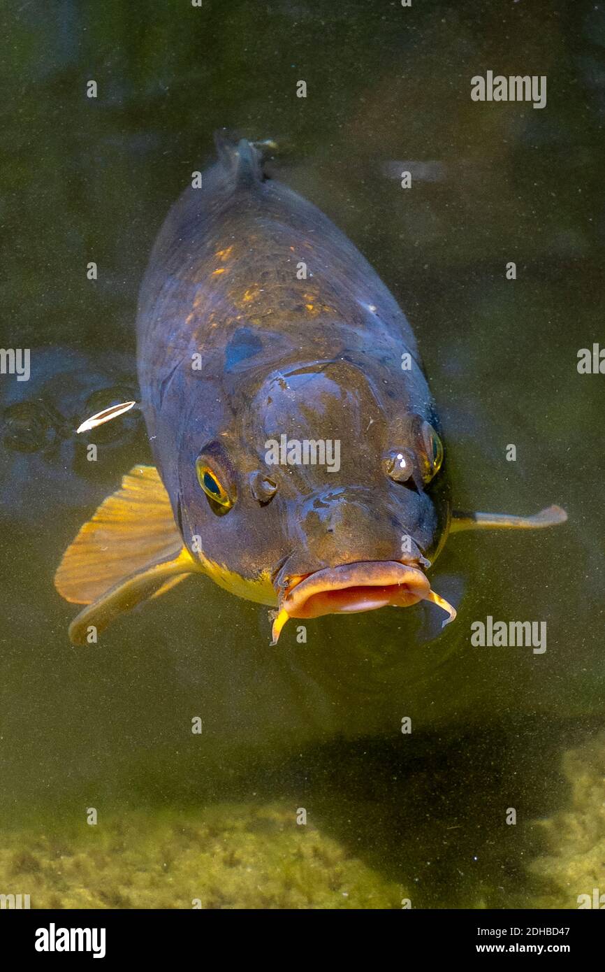 A stoical Catfish (or catfishes; order Siluriformes /or Nematognathi) swims in an arboretum pond in Los Angeles. Stock Photo
