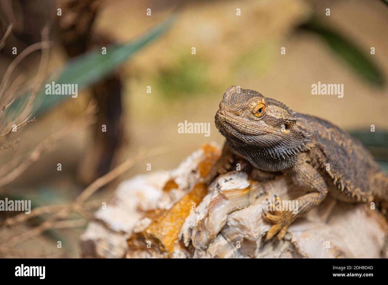 Agama Dragon Lizard. Indian garden lizard (Calotes versicolor) on rocks with natural sunlight, reptile hunting for insects. Animal wildlife portrait Stock Photo